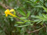 Jasminum fruticans. Верхушка побега с раскрывающимся цветком. Крым, Южный Берег, сев. склон горы Аю-Даг, каменистый склон, возле туристической тропы. 25.05.2024.