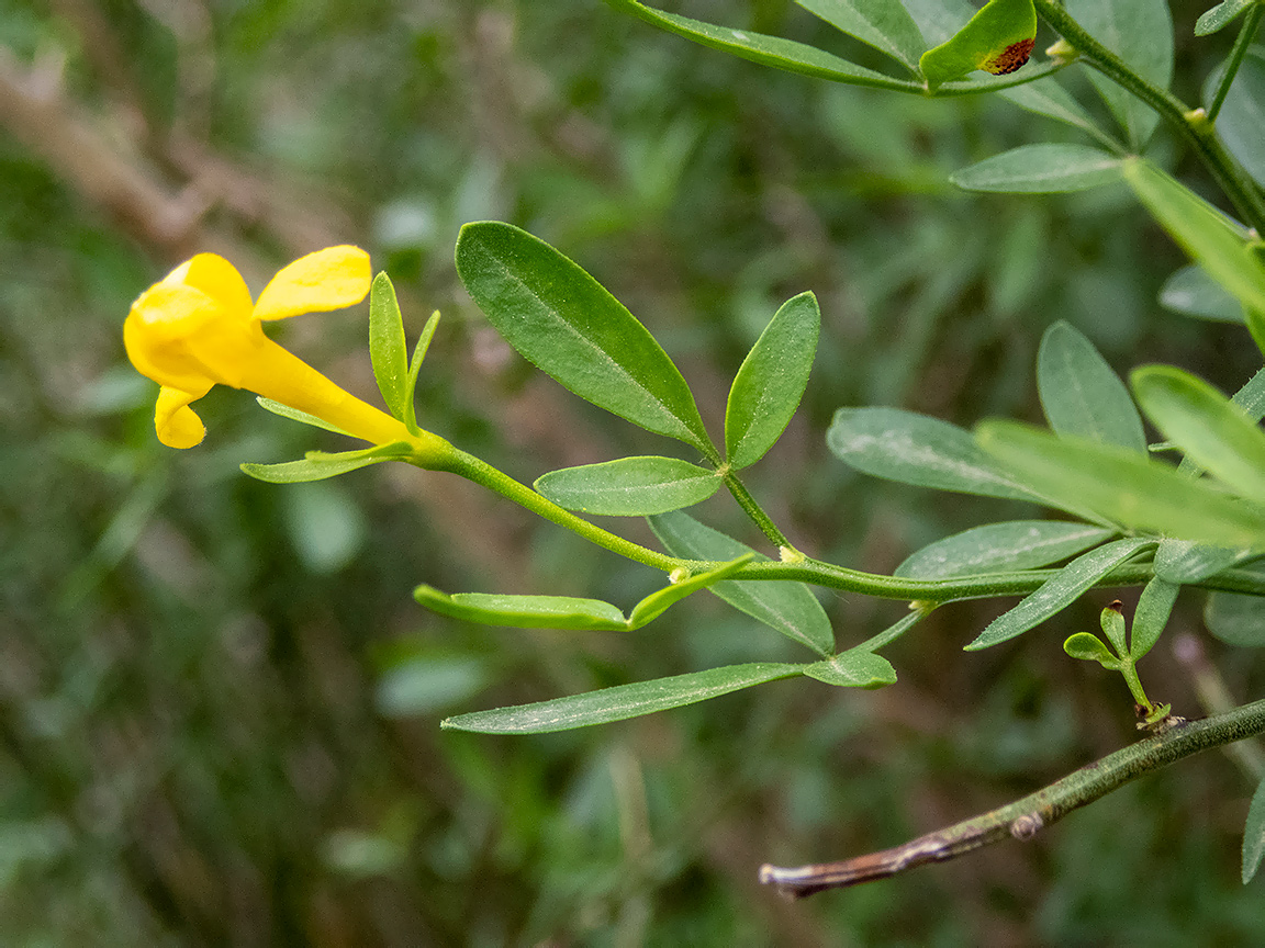 Image of Jasminum fruticans specimen.