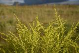 genus Solidago. Верхушка растения с развивающимися соцветиями. Липецкая обл., Данковский р-н, ур. Стрешнево, луг. 31 июля 2024 г.