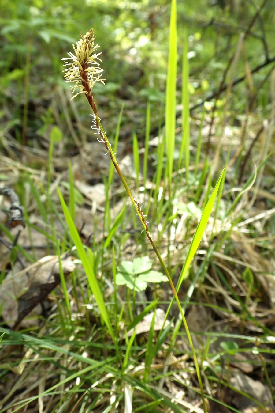 Изображение особи Carex macroura.