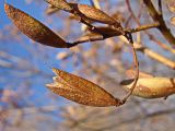 Syringa amurensis. Раскрывшийся плод. Хабаровский край, г. Комсомольск-на-Амуре, дол. руч. Тёплый ключ. 04.10.2024.