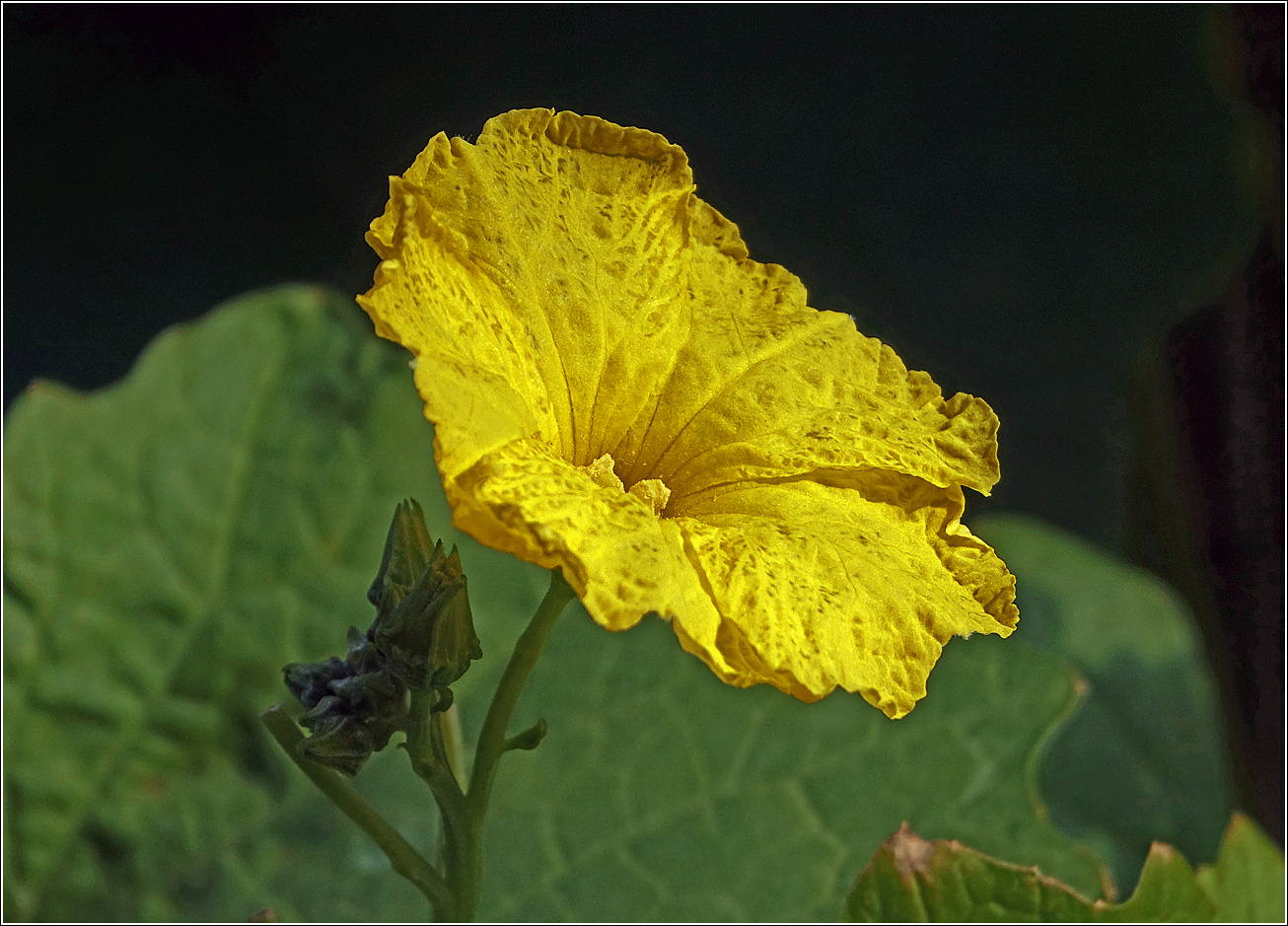 Image of Luffa acutangula specimen.