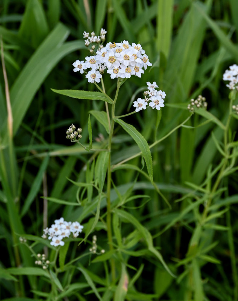 Изображение особи Achillea cartilaginea.