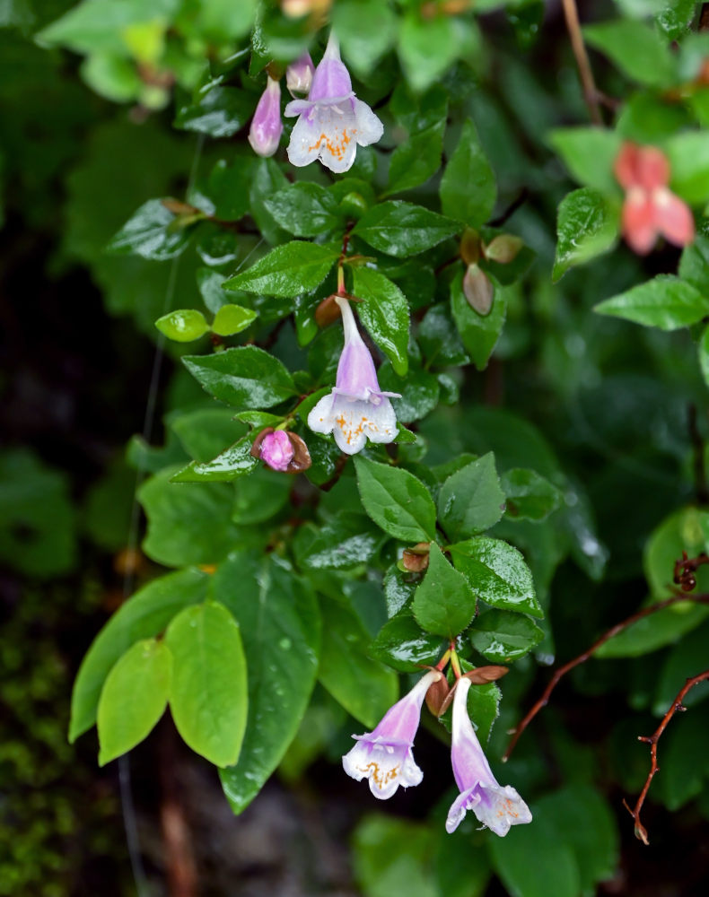 Image of Abelia uniflora specimen.