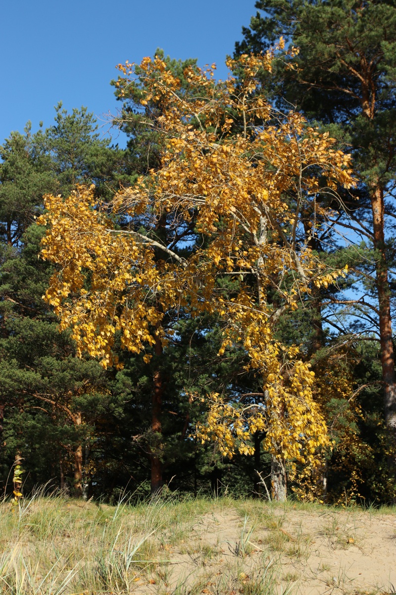 Изображение особи Populus &times; sibirica.