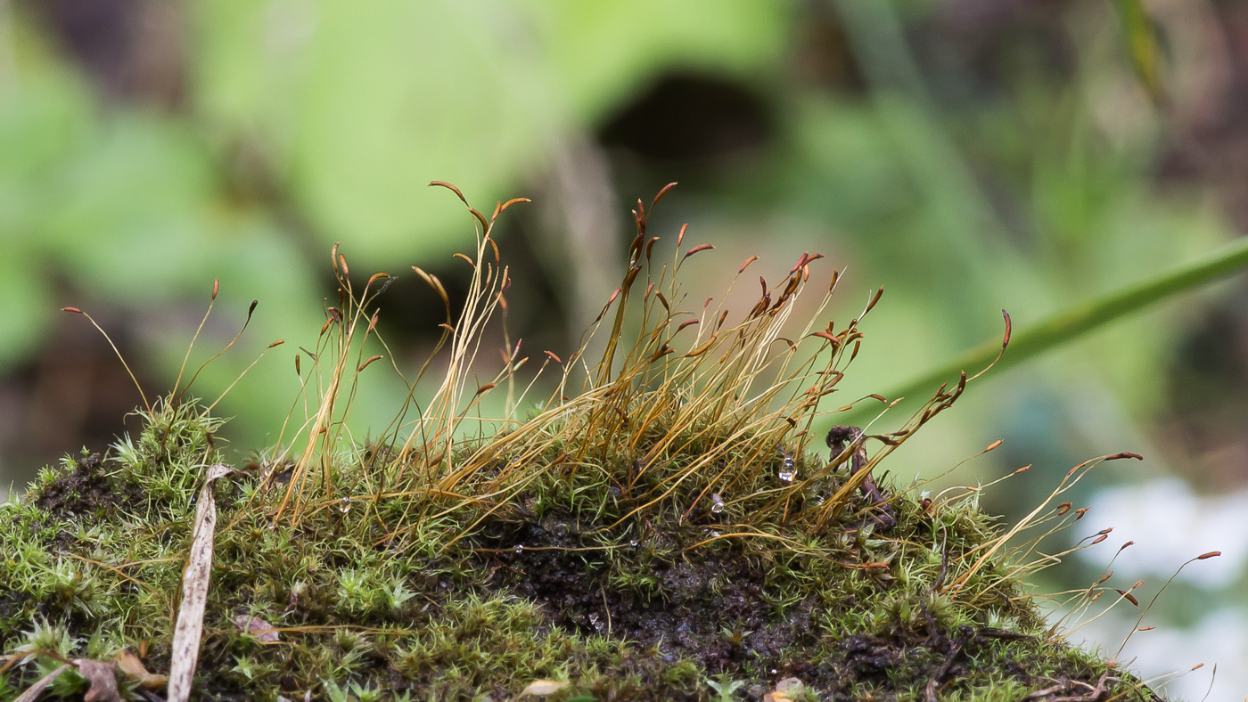 Изображение особи Ditrichum cylindricum.