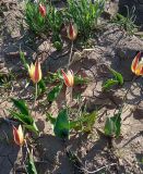 Tulipa berkariensis