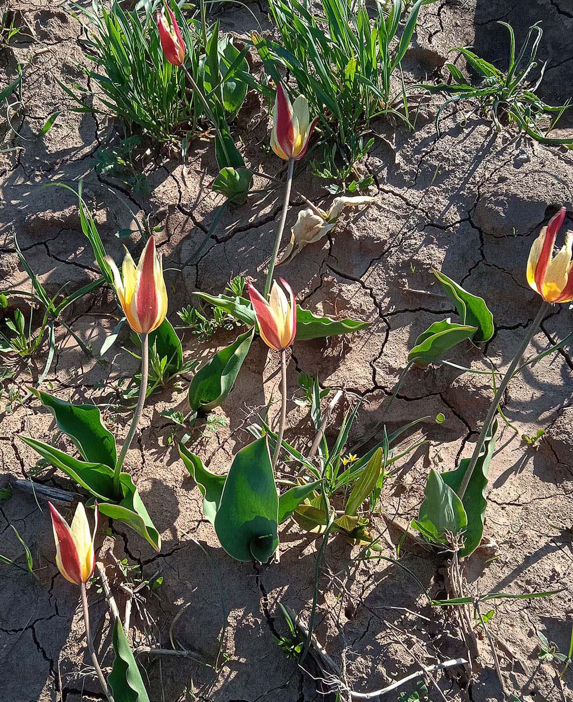 Image of Tulipa berkariensis specimen.