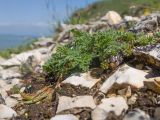 Astragalus demetrii