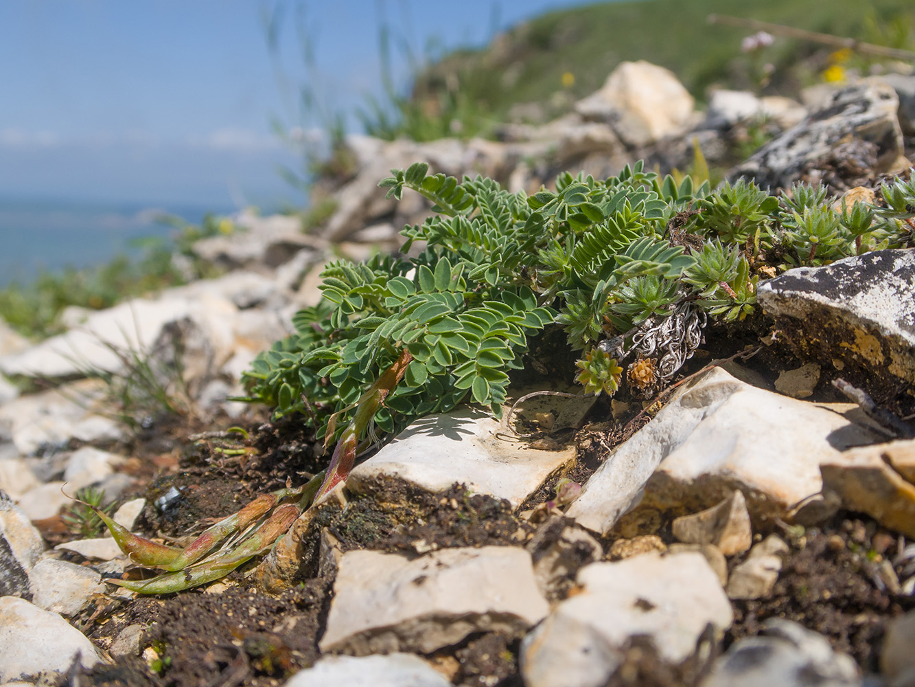 Image of Astragalus demetrii specimen.