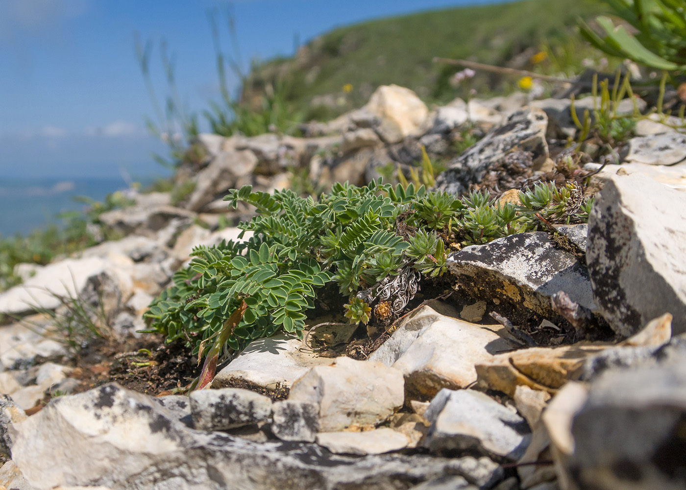 Изображение особи Astragalus demetrii.