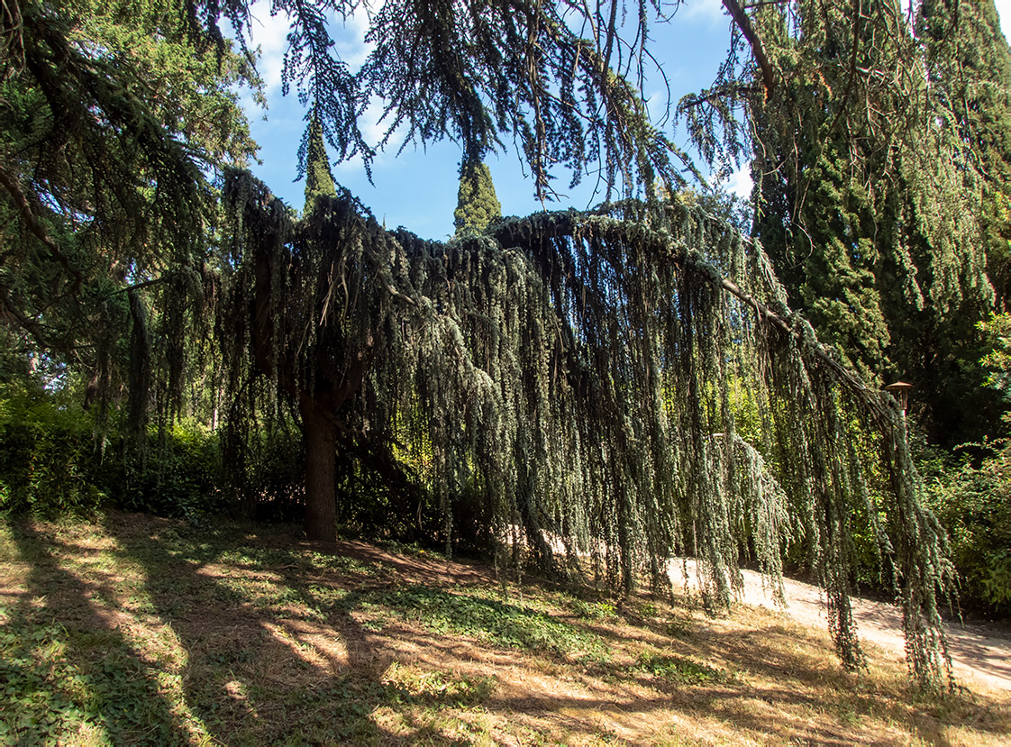 Изображение особи Cedrus atlantica.