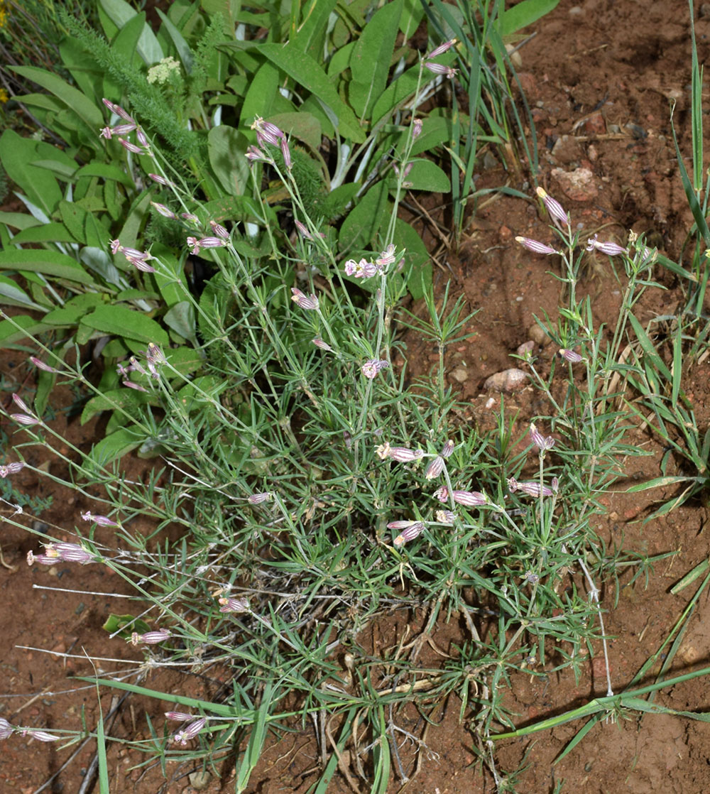 Изображение особи Silene brahuica.