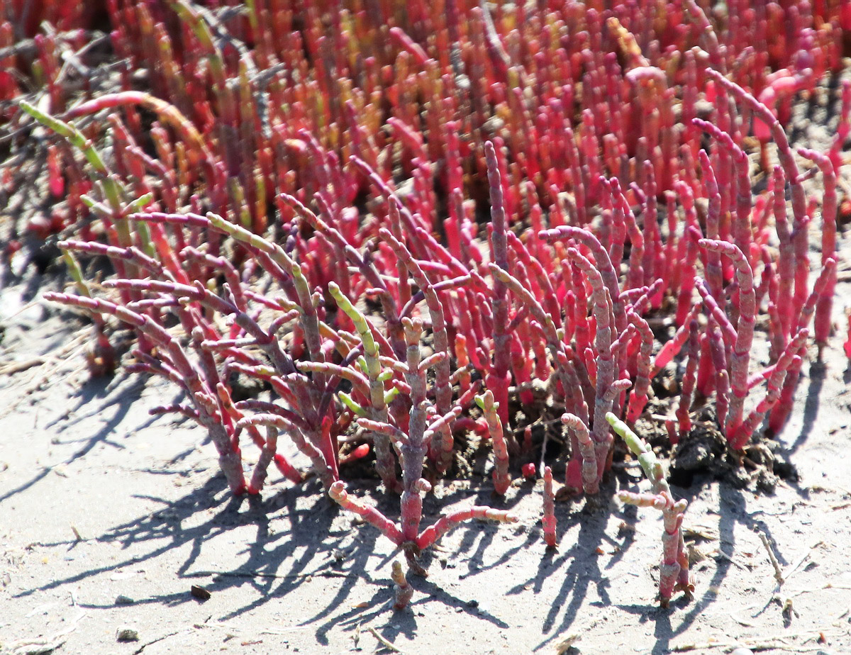 Image of Salicornia perennans specimen.