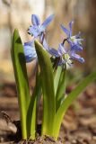 Scilla siberica