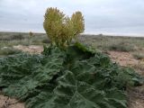 Rheum tataricum. Цветущее растение. Казахстан, Туркестанская обл., Сузакский р-н, Западная Бетпак-Дала, окр. пос. Кыземшек (бывш. Степной), равнинная полынно-боялычная пустыня, на глинистой почве. 14 апреля 2025 г.