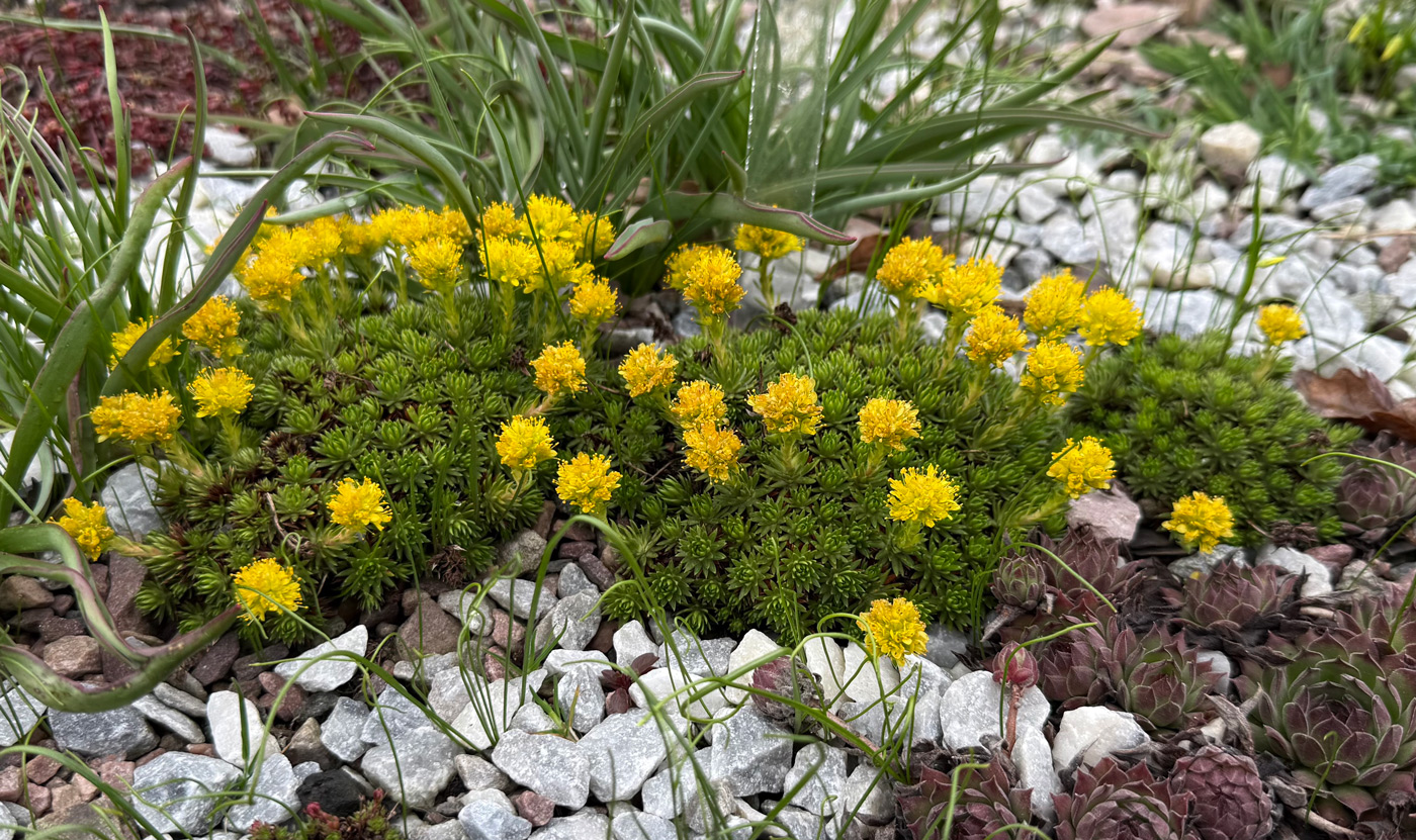 Image of Saxifraga juniperifolia specimen.
