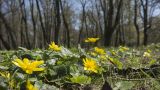 Смотреть изображение Ficaria verna
