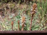 View full-size image Orobanche grenieri