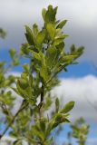 View full-size image Salix cinerea