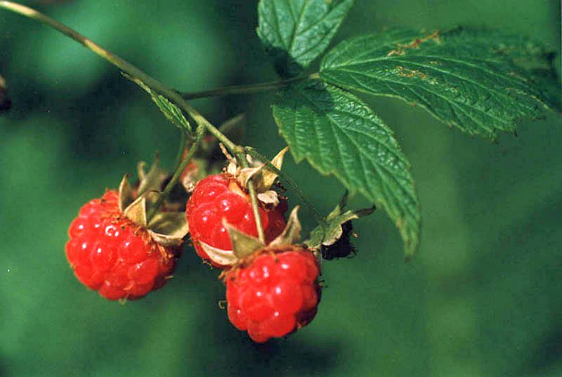 Изображение особи Rubus idaeus.