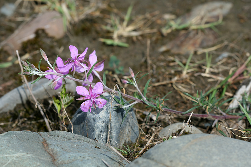 Image of Chamaenerion colchicum specimen.