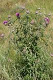 Смотреть изображение Cirsium laniflorum