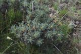 View full-size image genus Astragalus