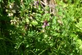 View full-size image Vicia sepium