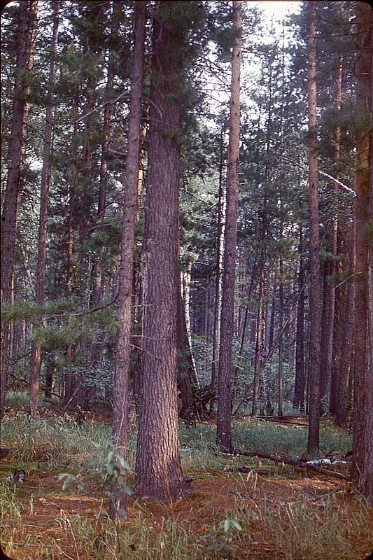Изображение особи Pinus sibirica.