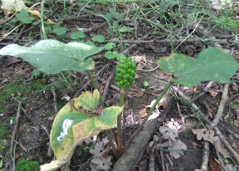 Image of Arum elongatum specimen.