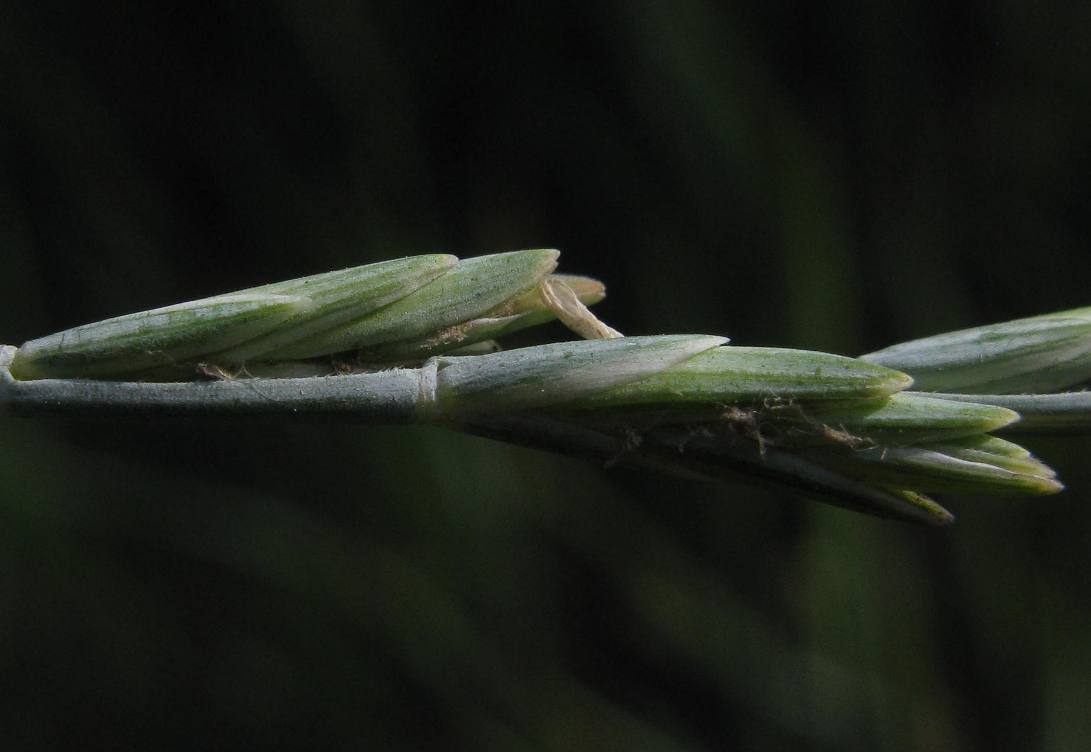 Изображение особи Elytrigia lolioides.