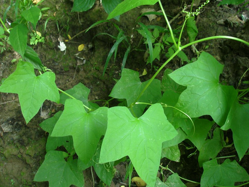 Image of Echinocystis lobata specimen.