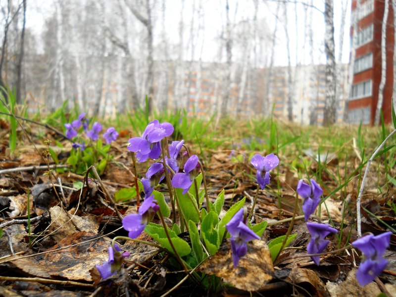 Image of Viola hirta specimen.