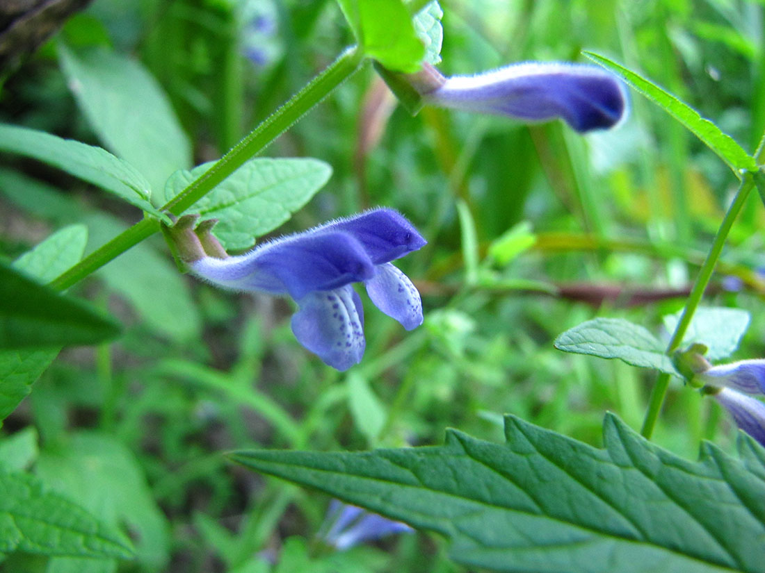 Image of Scutellaria galericulata specimen.