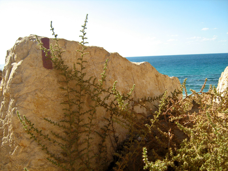 Image of Salsola pontica specimen.