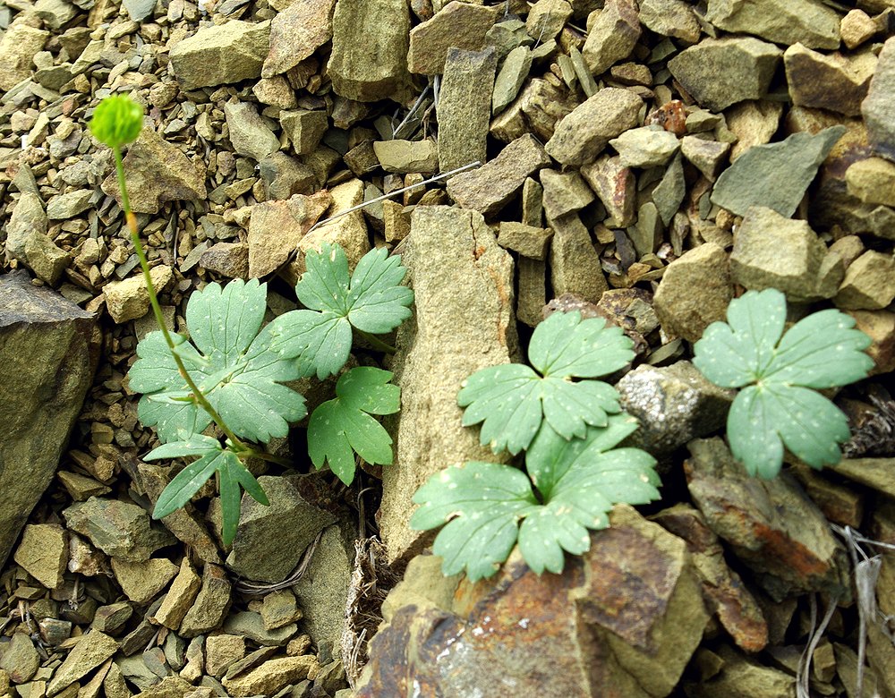 Image of genus Ranunculus specimen.