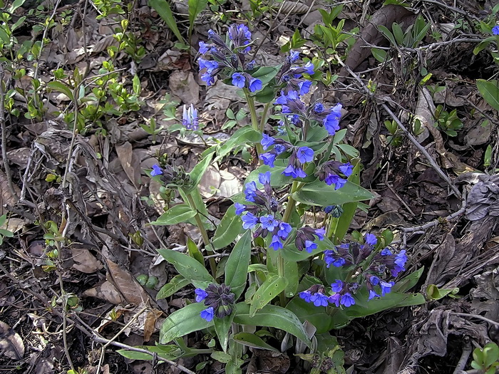 Изображение особи род Pulmonaria.