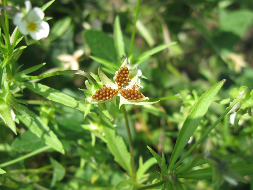 Image of Viola kitaibeliana specimen.