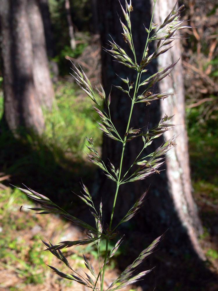 Image of Calamagrostis arundinacea specimen.