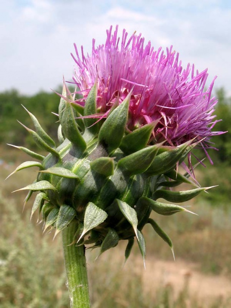 Image of Carduus thoermeri specimen.