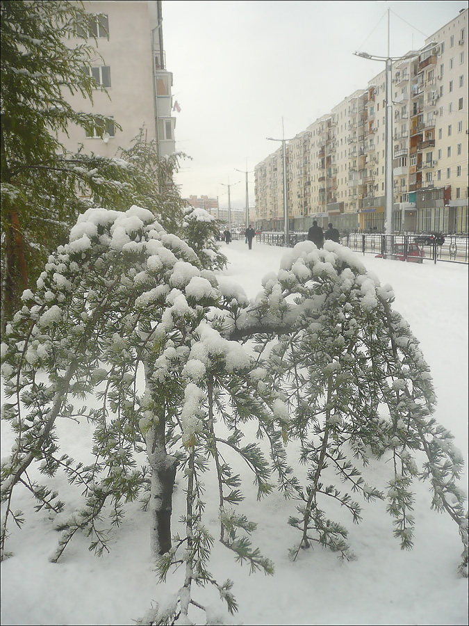 Изображение особи Cedrus deodara.