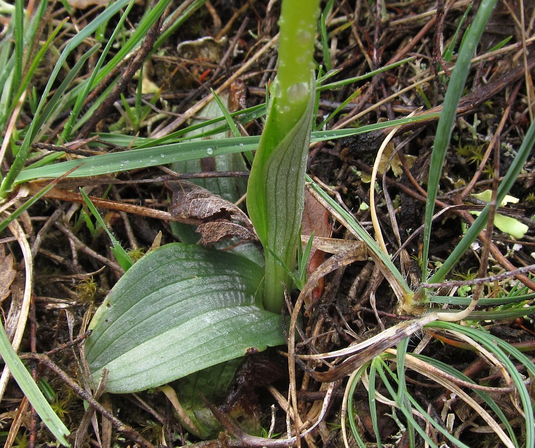 Image of Ophrys fusca specimen.