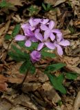 Cardamine quinquefolia