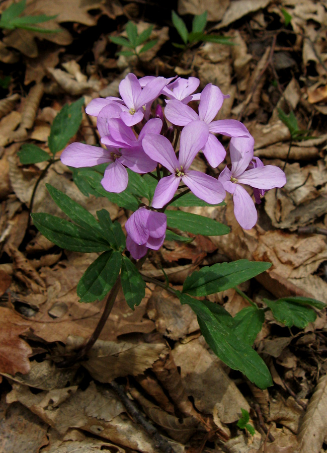 Изображение особи Cardamine quinquefolia.