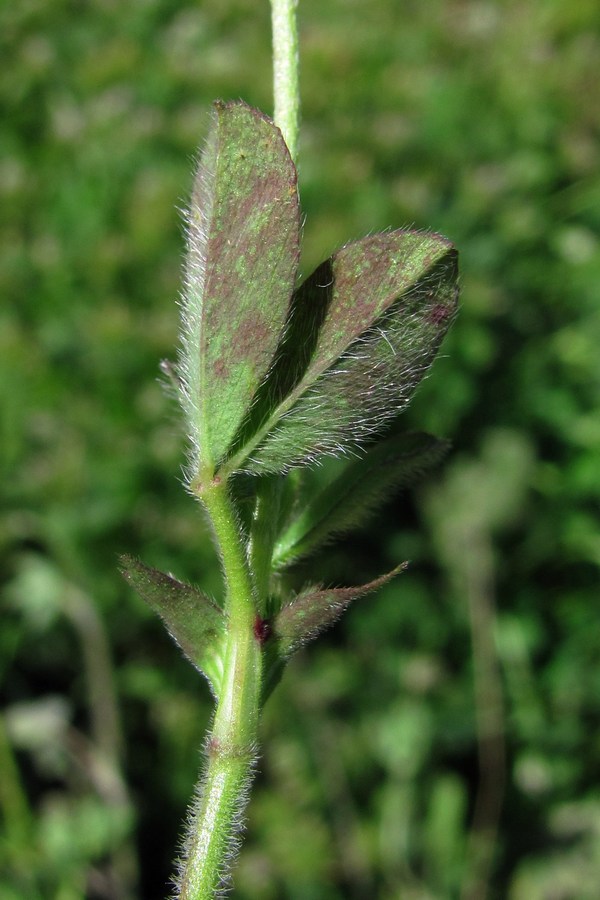 Изображение особи Trifolium leucanthum.