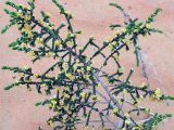 Thymelaea hirsuta. Ветвь с цветками. Израиль, пустыня Негев, пески Халуца. 02.04.2011.