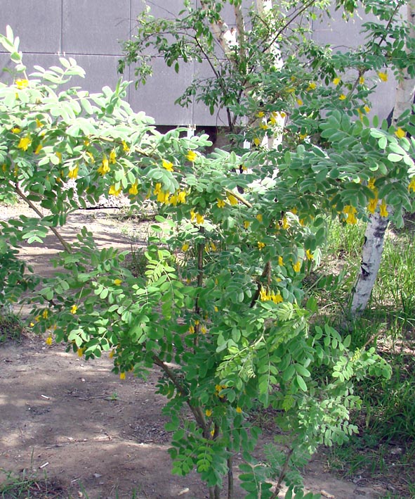 Image of Caragana arborescens specimen.