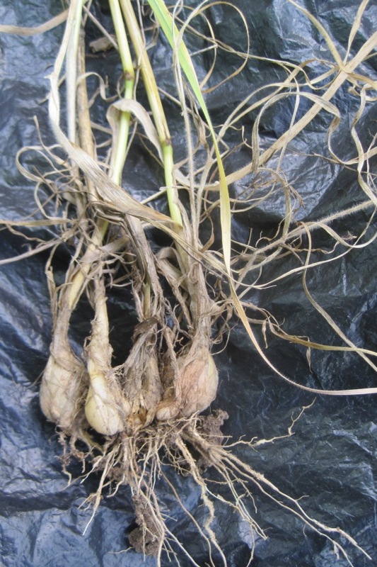 Image of Hordeum bulbosum specimen.