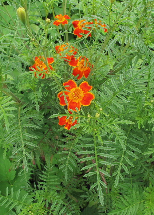 Изображение особи Tagetes tenuifolia.